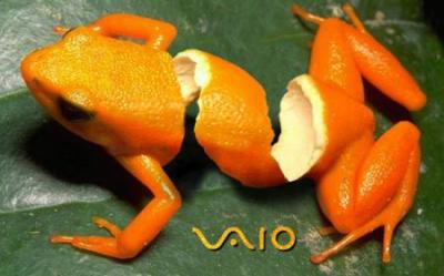 grenouille
